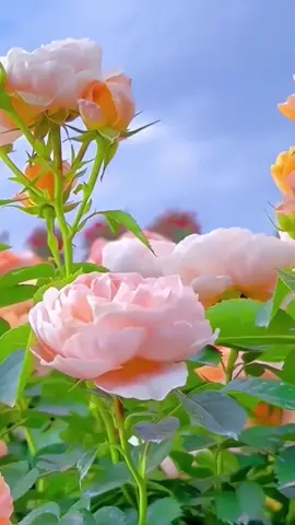 #flowers #fscenery #garden ❤️‍🔥💖💖🍀❤️💐❤️🌈💙💙💙🌈☘️