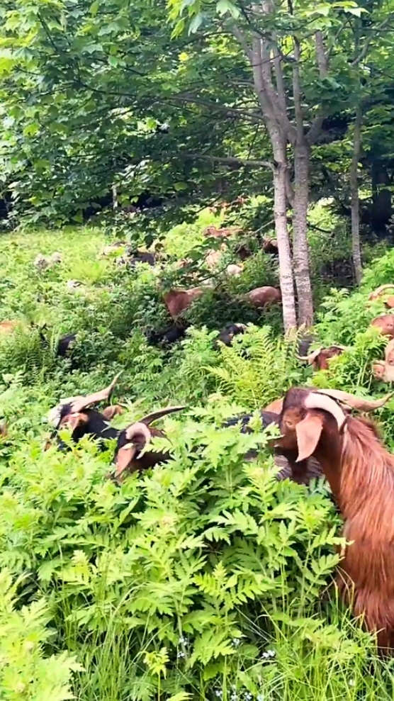 Berternak dengan cara dilepas liarkan #kambing 