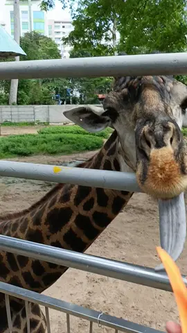 Sai Gon Botanical and Garden 2024 🧘🧘🧘 #saigon #Summer #9x #thaocamvien #giraffe 