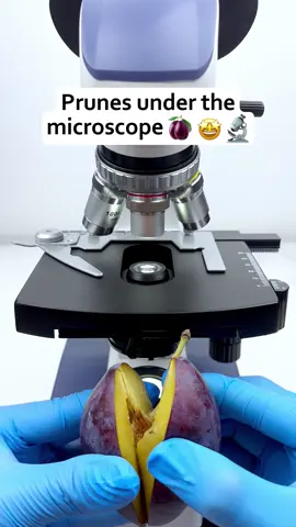 Oh my god.😱😱I never thought prunes looked like this when magnified 400 times under a microscope.🔬🤔😍#microscope #undermicroscope #tiktok #fyp 