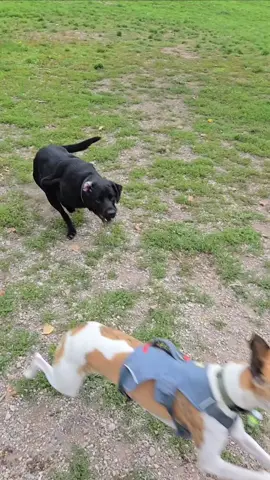 #whippetdog #greyhound #dogpark #fypage #fastdog #whippetgood #boyne #puremichigan 