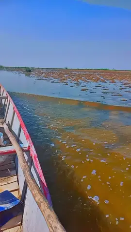 #اهوار_العماره  # هور الحويزه # بركة ام النعاج  # جفاف الاهوار  # ٢٠٢٤