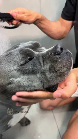 Quem Ja Tomou Banho Hoje ? 🐾🛁