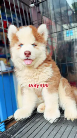 Delivery charge only 500 Siberian husky on sell #cheapandbestbreed #allbreeddogsandcats #share #follow #allbreeddogs #deliveryallovernepal🇳🇵✈️🚌order #inboxusoninstagram 