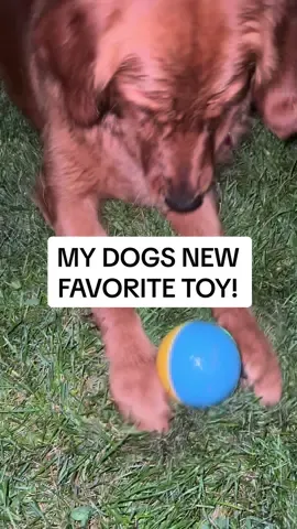Over 50% off right now!!! Probably one of the coolest inventions ever 😂🤯 #interactivedogtoy #dogtoy #dogball #goldenretriever #tiktokshopbacktoschool #summergames #treasurefinds 