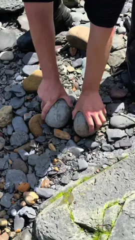 Here are two huge, perfectly round nodules we cracked open, we hoped they would contain Eleganticeras ammonites from the Jurassic! 😍🏝 With a smooth strike of the hammer both the rocks split perfectly in half 🦕🦖 Unfortunately they were completely empty 🏝 We did manage to find some crushed shell and ammonite fossils in some soft shale! 🦑 Thanks for supporting our page! 🐊 #natural #nature #fossil #fossils #ancient #animals #art #ammonite #ammonites #dinosaur #scientist  #minerals #paleontology #whitby #geologist #dorset #geology #charmouth #jurassic #yorkshire #fyp 