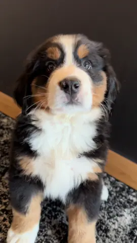 The cutest head tilts 🥹 #puppytiktok #dogsoftiktok #ziya #headtilt 