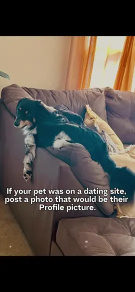 Flynn ❤️#foryou #foryoupage #aussie #dogsoftiktok #dog #australianshepherd 