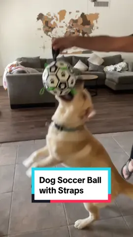 ⚽️ I think he’s ready for the Olympics dog soccer team!  #dogtoy #soccerball #doglife #dogtoys #tiktokshopbacktoschool 