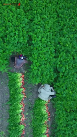 Drone View: Carrot Harvesting #Carrots #Harvesting #Drone #Organic #Farming #Agriculture #Nature #Fresh #Vegetables #Healthy #Gardening #Landscape #Aerial #Produce #Rural #Green #FarmLife #Scenic #Crops #Sustainable #foryou #Boating 
