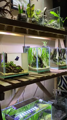 Aquascape Mini ikan cupang #capcut #fyp #aquascapeindonesia #ikancupang #cupanghiasindonesia #cupanghalfmoon #aquariumcupang 