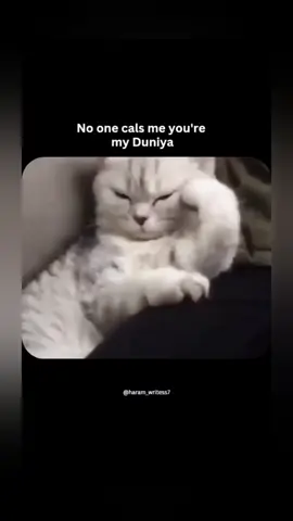 🥺🥺🤭 #funnycats #cats #viralvideo #catsvideo #foryoupage #foryou #catslovers #catsoftiktok #funnycat 