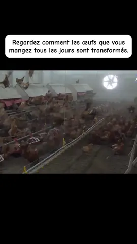 #pourtoi #alimentation #poulet #oeuf #usine 