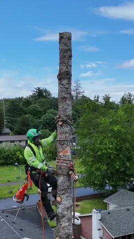 Would you climb this?  #logging #arborist #chainsaw #husqvarna #guiltyoftreeson
