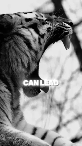 I am not blind. Best Motivational Quote. Lions Mindset. #lion #motivation #motivationalquotes #motivationalvideosforyou #listentothis #motivationaltiktok #motivationalclip #listentothiseveryday #growbeyondyourlimits #mtivationalvideo #listentothiseveryday #growbeyondyourlimits #mtivationalvideo #animalmotivation #lionmotivation 
