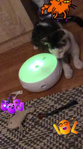 My cute cat can’t stop his energy pumping #cat #cute #playfull #kisscat 