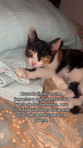 No entiendo #parati #viral #paratiiii #like #fyp 