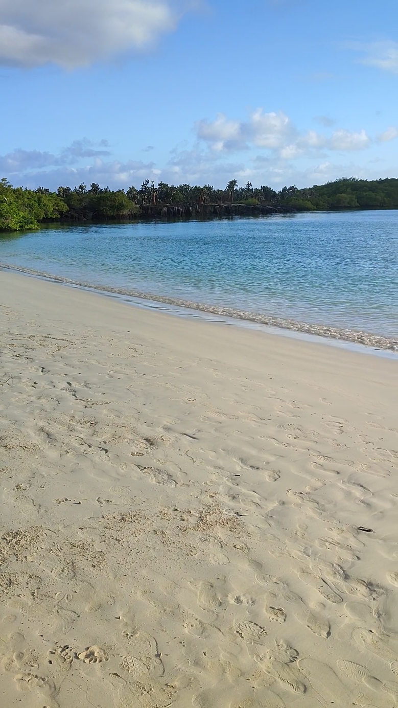 Tortuga Bay - Isla Santa Cruz Galápagos 🐢🏝️🌊 #allyouneedisecuador #galapagosislands #santacruz #primeroecuador🇪🇨 