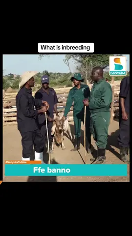 Why you should always avaoid in breeding #ypagoats 