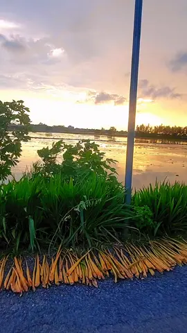 #tiktok #ngày trở về thăm quê nơi tuổi thơ êm đềm tháng năm ### #nhacdancamientay # #tiktok #canhđepquetoi##