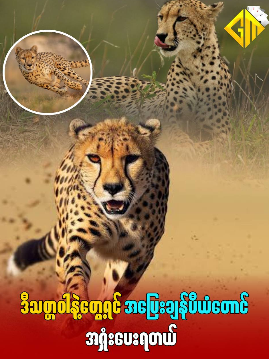 အပြေးချန်ပီယံတောင်အရှုံးပေးရတဲ့ ချီတာကျားသစ်အကြောင်း #ချီတာကျားသစ် #jaguar #ကျားသစ်#cheetah #viralvideo #goldenmyanmar #ဂိုးလ်ဒင်းမြန်မာ  #amazinganimal #animallifestyle #animals #wildlife #animalworld #myanmar #burmese #knowledge #amazing #world #naturelover #discovery #natural #natural #fypp #for #fypシ゚viral #fyp #foryourpages #new #news #3 #myboy #💔🥺🥀