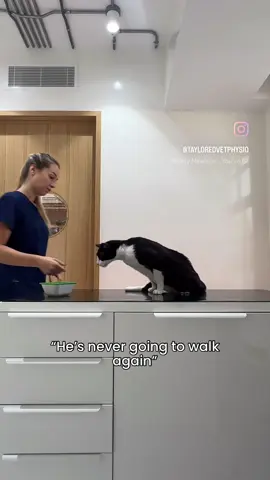 He’s back on his feet 😍  Rescued with severe injuries that left him paralyzed, unable to stand, walk or control his bladder- we weren’t sure how much recovery would be possible.  Months of physiotherapy later and now he walks and runs- just a little clumsy still 😅 and can use his litter box. Leave a comment to show your support for the strongest kitty! #vetphysio #catphysio #paralyzedcat #cats_of_instagram #vetrehab #catlover #paralyzedcatsofinstagram #catrescue #cats_of_world #catoftheday #recovery