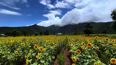 အရမ်းလှတဲ့ နေကြာခင်းတွေရယ် တောင်တန်တွေရယ်  #Foryou #fyp🖤  #baganaungdin  #bagan 