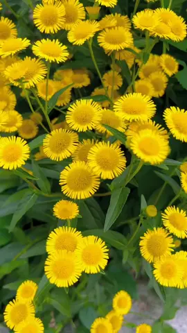 chào tối thứ ba mưa tầm tã...#hoadep #canhdep #thugian #hoadepmoingay #maycuatroi #MâyCủaTrời🌥 #xuhuonghoa #xuhuonghoa #xuhuongtiktok #xuhuong2024 #huynhnhi71 