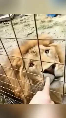 Funny animals 😂😂 #pet #cat #dog #cute #animals #foryou #typ 