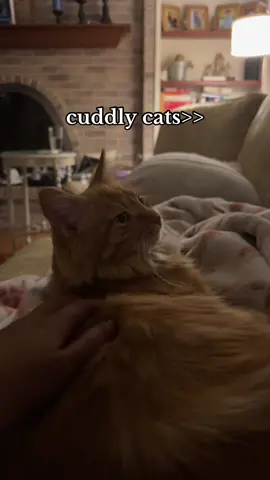 look at my cat😻😻 @violet #cuddlycat #catsoftiktok #cats #josieliu #foryoupage #fyppp 