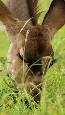 #viral #tiktok #video #trending #animals #foryou #foryoupage 