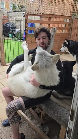 When someone won't leave u alone this morning.  #wolfdog #wolf #foryou #foryoupage #viral #fyp #animals 