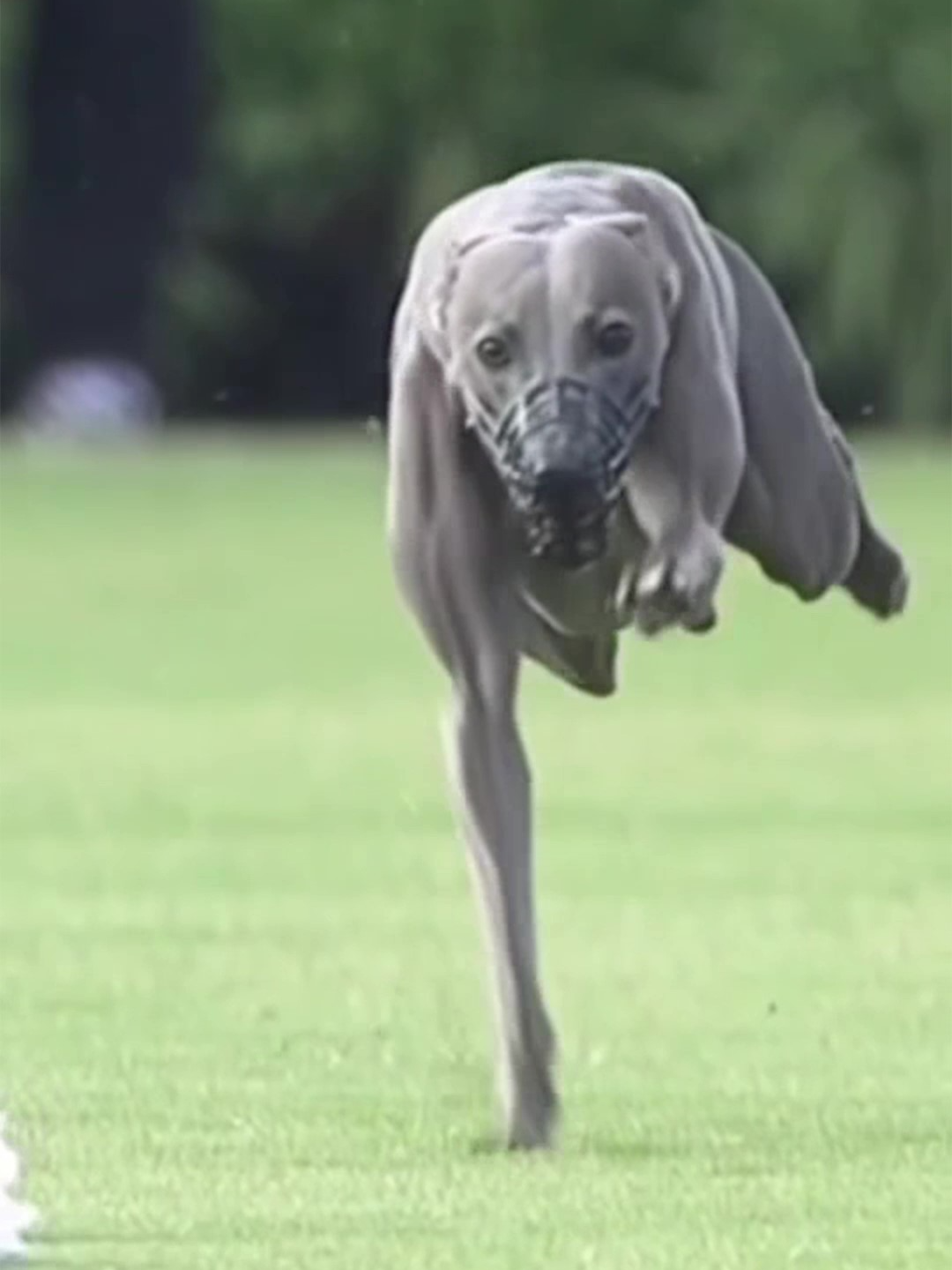 Esse é Winston, um Whippet que virou o Usain Bolt dos doguinhos depois de vencer a competição de cachorro mais rápido do @americankennelclub no ano passado! #cao #cachorro #olimpiada #atletismo #whippet #galgo