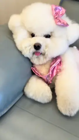 Nàng tiên chó #cute #cutedog #puppy #puppydog #doglover #animals #pet #funny #funnyvideos 