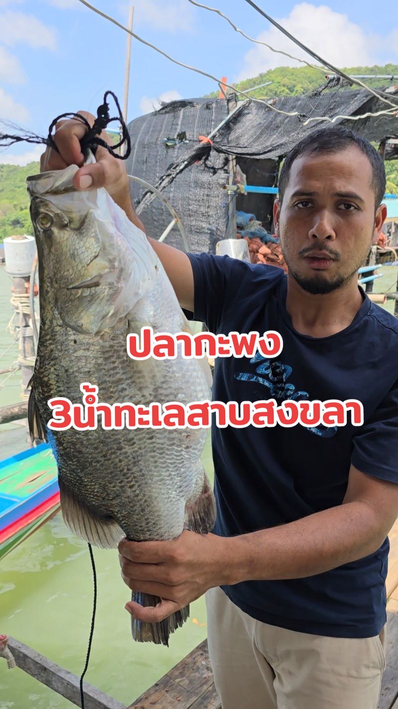 ปลากะพง3น้ำทะเลสาบสงขลา ตกจากกระชัง ส่งตรงถึงหน้าบ้าน #ปลากะพง  #ปลากะพง3น้ำทะเลสาบสงขลา  #อาหารทะเล  #บังเส็น 