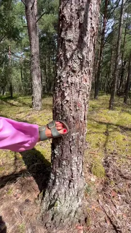 Big Poucone 🌲 #bigpou