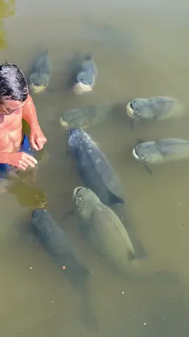 #valdemir encantador de peixe gigante 