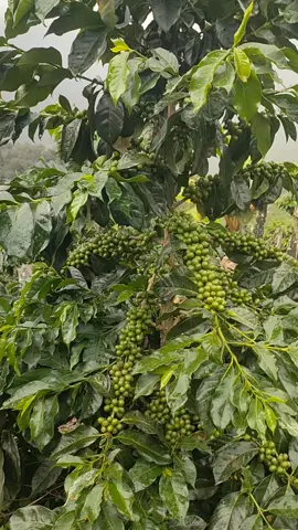 #pyp #kopi  #atengsuper  #petanimuda  #kopigayo 