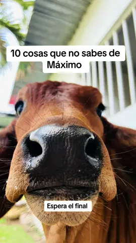 10 cosas que no sabes de Maximo 🐂❤️ la 9. Es muy especial 👼  Estamos emocionados por ver como Maximo continuara creciendo y convirtiendose en un  magnifico toro  brahman junto a toda la manada #parati #Dios #longervideo #amor #ganaderia #ganado #farm #farmlife #cattle #colombia #viral#terneros #ternerostiktok #tendencia #trends#10cosasquenosabias #curiosidades #amorporlosanimales #animales #conmaximo #vidaenelcampo #animalestiernos @nataliagiraldoga 