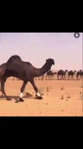 معديان ولد معديان اللبدان والله يعوضنا ب اطيب منه #explore #ابن_هندي_الخالدي #المجاهيم 