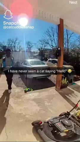 #catsoftiktok #hello #fyp #viral #tiktok 