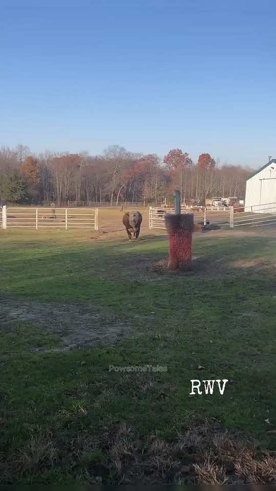 Big Bull Hollers and Scratches - A Majestic Display! 🐂🌾 #BullBehavior #MajesticAnimal #NatureMoments #ScratchingBull #WildlifeEncounter #PowerfulCreature #FYP 