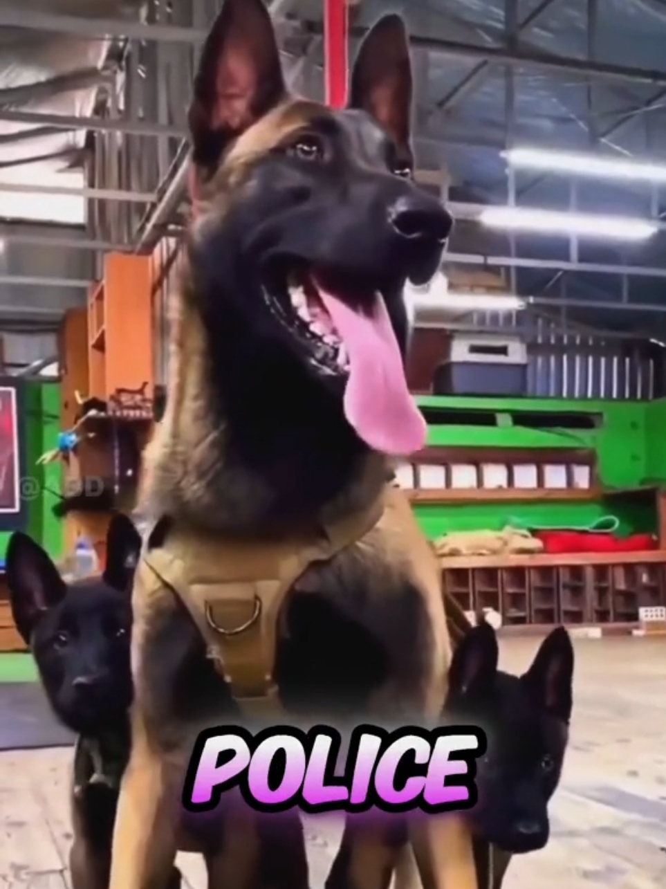 Why You SHOULDN'T Get a-Belgian Malinois #dog #belgianmalinois  #puppy #dogsoftiktok #belgianmalinoisoftiktok #dogs #doglover #belgianmalinoisofinstagram #fyp 