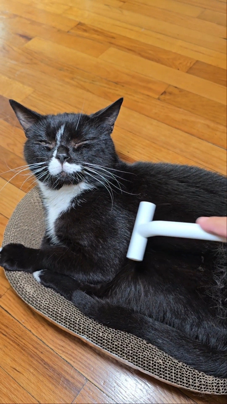 @aumuca.official  #aumuca  #petgrooming  #catgrooming  #groomingtips  #catsoftiktok  #cats  #catslovers  #TikTokShop  #dogsoftiktok 