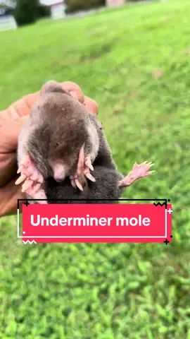 Check out this underminer mole! #mole #moles #moletok #animals #animal #wildlife #critterman #crittercam #nature #neat #weirdpets #weird #cute #gforce #earthbender  #earthbend #earthbending #underminer #theunderminer #fandom #fandoms #fyp #fypage #fypシ゚viral #foryou #foryoupage #foryour #foryourpage #viral #viraltiktok #tiktok #viralvideo #nationalgeographic #DidYouKnow #lovemyjob #SmallBusiness #genz #genx #millennial #selfemployed #trending #viralvideos #repost #tiktokfamous #funnyvideos #trending #513 #812 #cincinnati #pest #pests #pestcontrol #lawn #lawncare #landscaping #landscaper #mowing #grass #work 