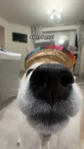 spanish dogenald trump loves tapas #shibainu #trump #harris #tapas