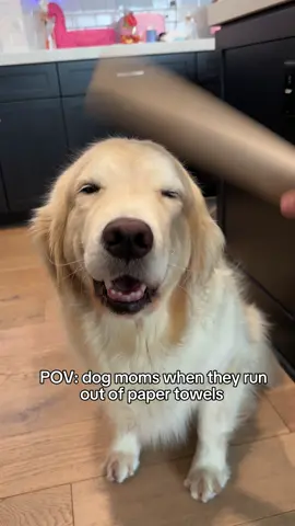 the happy Bonk version #goldenretriever #cutedog #dogmom #bestdog 