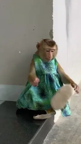 #monkeycute236 #monkey #pet 