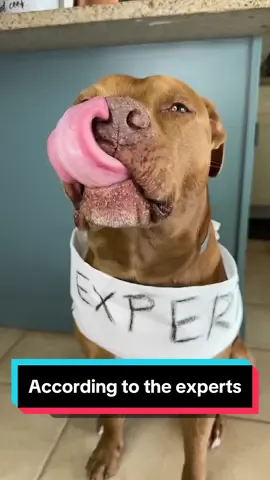 #humor #dogs #dogsoftiktok #pets #pitbull #dogowner #expert #fyp 