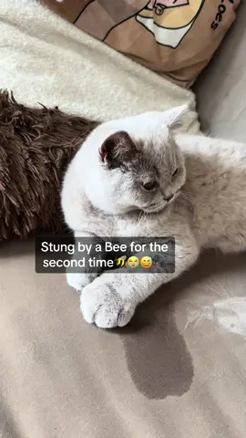 OMG  this baby....🥲😅😭🐝🫣#emergency #bee #stungbyawasp #stungbyabee #catsoftiktok #kittensoftiktok #cutecat #cats #huntingtiktok #catlover #britsekorthaar #britishshorthair #gato #foryou #fyp #viral 